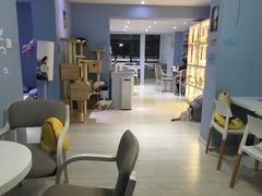 -喵的天空名猫咖啡馆·撸猫·猫舍·用品