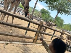 -大连森林动物园