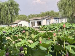 -白洋淀景区