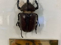 -上海昆虫博物馆