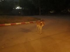 -清迈夜间动物园