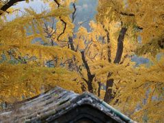 -妙峰山风景名胜区