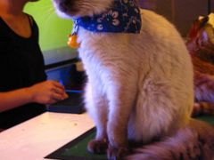 IMG_4114_副本-Sirena海妖日咖夜酒