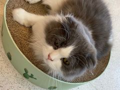 -飞行喵MR PILOT|猫舍·猫咖(静安大融城店)
