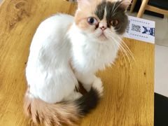 -平行世界·猫咖(首经贸店)