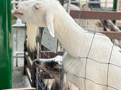 -神户市立六甲山牧场