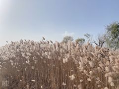 -野鸭湖国家湿地公园