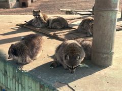 -秦皇岛野生动物园
