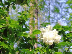 -上海共青森林公园