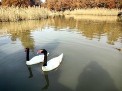 -宁波杭州湾国家湿地公园