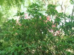 -上海滨江森林公园