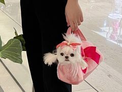 -萌宠之家·腊肠犬·马尔泰·小体犬舍