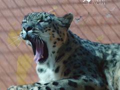 -青藏高原野生动物园
