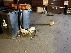 -召稼楼古镇