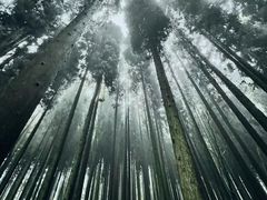 -武陵山森林公园