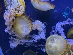 -珠海长隆海洋王国