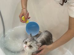 -momokira米努特·德文卷毛猫·棉花面纱犬