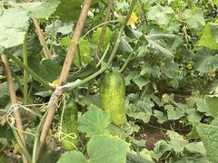 -意大利农场度假村