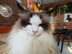 -豆逗聊愈猫阁Easy Life
