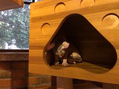 -more than meow吴止猫主题餐厅(承德 中船汇店)