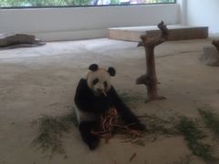 动物-刘公岛景区