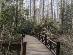 -东平国家森林公园