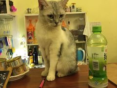 -猫色咖啡·猫咖