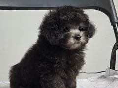 -翊宠yipet猫狗购宠庄园犬舍•猫舍