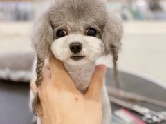 -BABYDOG宝贝狗宠物乐园(欧洲城店)