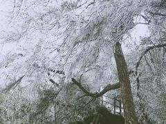 -缙云山景区