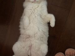 -糯米喵星人总部直营旗舰店·猫舍·幼猫出售