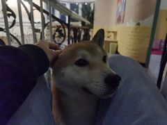 -喜柴咖啡·柴犬狗咖