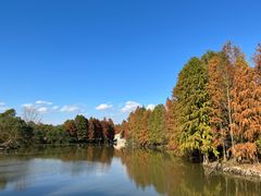 -上海海湾国家森林公园