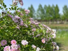 -黄海国家森林公园