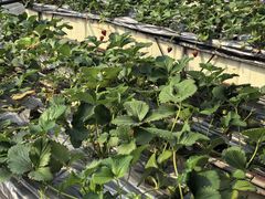 -甜心庄园·甜心草莓采摘园(西青中北店)