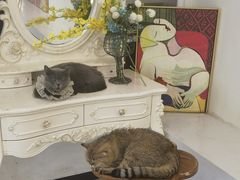 -共舞时光猫咖·狗咖(新街口店)