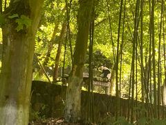 -都江堰中华大熊猫苑