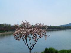 -羊山湖公园