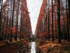 -东平国家森林公园