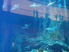 -迪拜水族馆及水下动物园