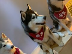-Husky Go! 哈士奇体验馆·宠物咖啡厅狗咖