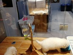 -狗道宠物(常熟印象城店)