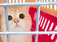 -1013 PET SHOP精品宠物商店(丁香店)