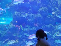 -芜湖新华联大白鲸海洋公园