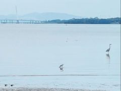 -深圳湾公园(南山区)