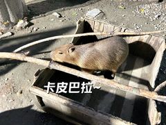 -成都欢乐谷