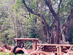 -广州长隆野生动物世界