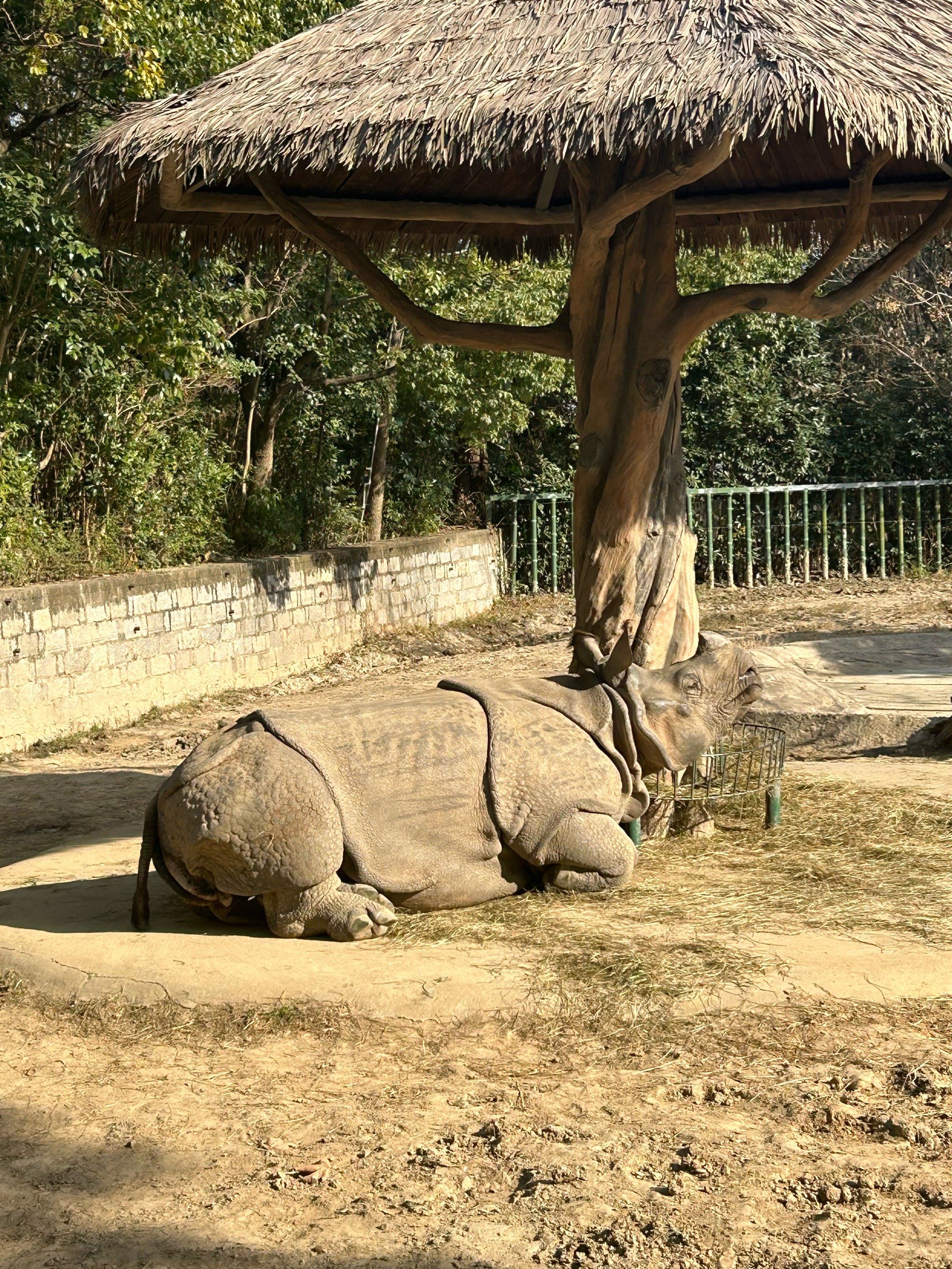 大象的悠闲时光