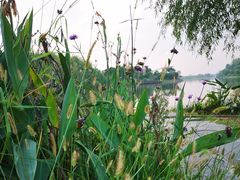 -合肥滨湖国家森林公园