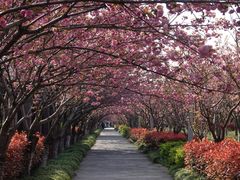 -高东镇樱花园